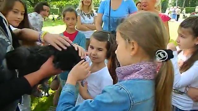 Курица шелковая - 8 965 380-13-11 смотреть онлайн