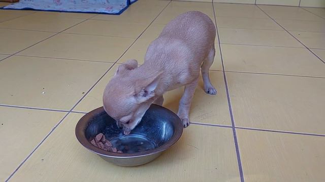 у чихуахуа отличный аппетит Мадине дочь Мажора в продаже питомник Кастропуло Крым 89787458062 РКФ