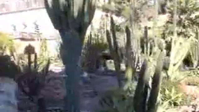 cactus garden смотреть онлайн