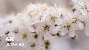 Весна - природа пробуждается | Спокойная мелодия | Умиротворение и спокойствие