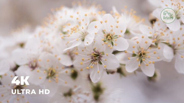 Весна - природа пробуждается | Спокойная мелодия | Умиротворение и спокойствие