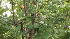 Алыча в Средней полосе России. Сайт "Садовый мир"