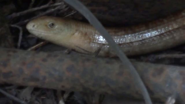 Ящерица желтопузик смотреть онлайн