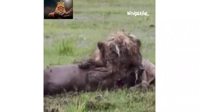 удивительная охота на кабана после восьми часов усилий.?????? смотреть онлайн