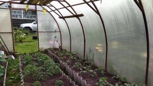 Как вырастить перцы, огурцы и помидоры в одной теплице