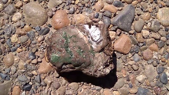 #Триходерма в #природе. Два вида. #Trichoderma_viride in #nature. Two type. смотреть онлайн