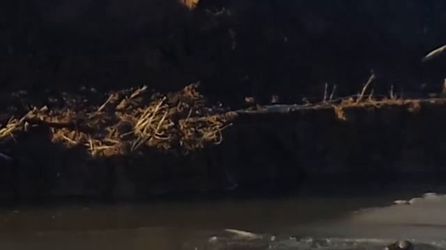 Рыбак рыбака видит издалека(встреча с норкой) смотреть онлайн