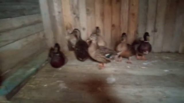 Дикая кряква является родоначальником домашней утки и её разнообразных пород ?читайте ниже смотреть онлайн