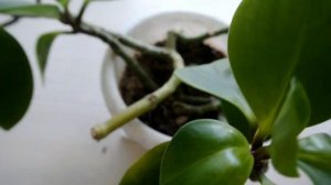 ПЕПЕРОМИЯ ЧЕРЕНКОВАНИЕ ПЕПЕРОМИИ РАЗМНОЖЕНИЕ ПЕПЕРОМИИ Peperomia