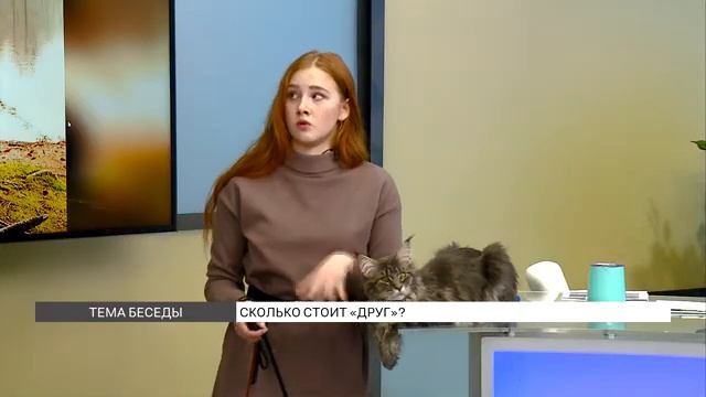 Мастифы и спаниели: сколько стоит породистый друг? смотреть онлайн