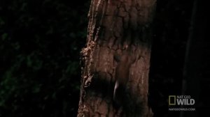 Белки летяги