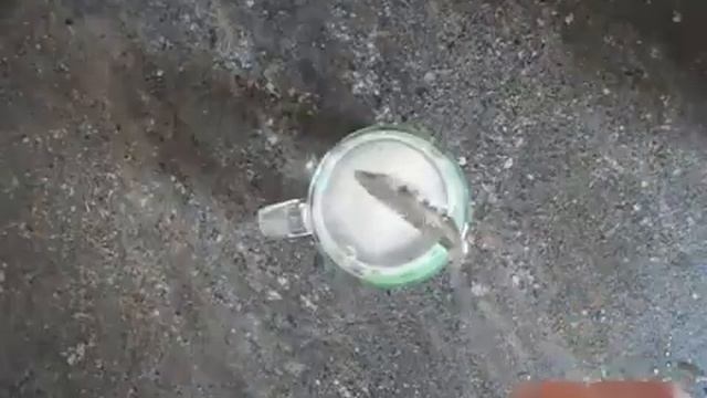 Салат ? из маринованного лука быстро, дешево и вкусно Pickled onion salad смотреть онлайн