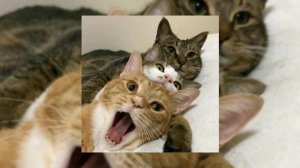 бременские музыканты - ничего на свете лучше нету (speed up)