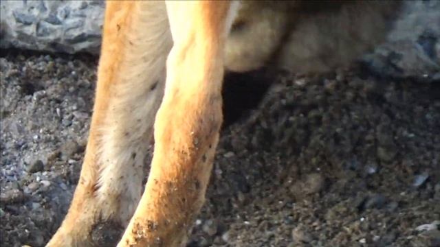 БАРБОС КАЙФУЕТ. РЫЖИК ПРЯЧЕТ ЕДУ. ПОДПИСЧИКИ ИЗ КРЫМА. ЯЛТА смотреть онлайн