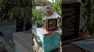 Отбор меда из Японского улья