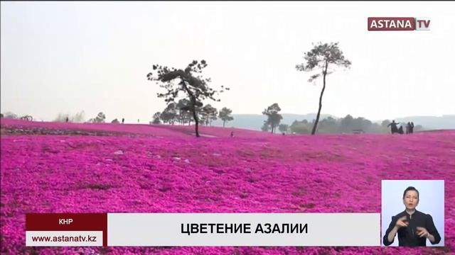 В Китае началось массовое цветение смотреть онлайн
