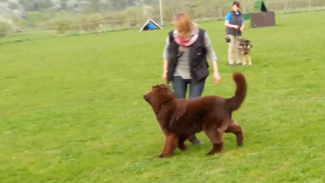 Bär-Rosi, die kleine Streberin смотреть онлайн