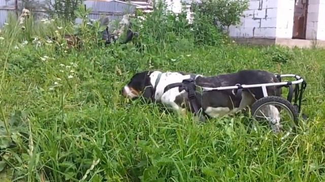 Бассет хаунд Верона в тележке Animal Mobile смотреть онлайн