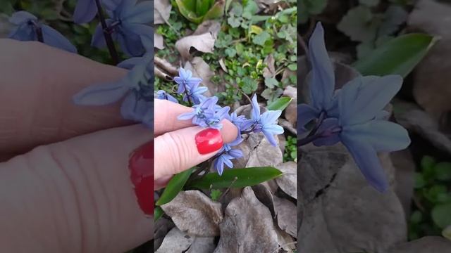 Уроки природолюбования. Пролеска смотреть онлайн