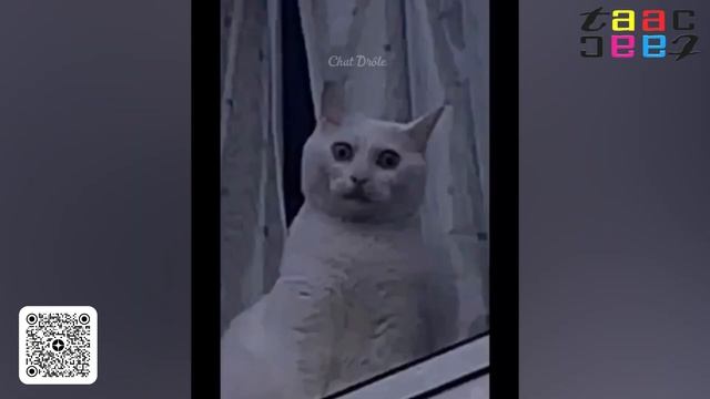 ТЕСТ НА ПСИХИКУ. Смешные Коты Собаки и Другие Животные. Смотри и Поднимай Настроение смотреть онлайн