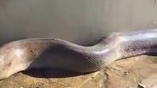 самая длинная змея на земле смотреть онлайн