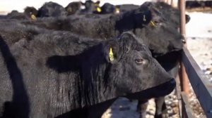 Абердин-Ангус — лучшая мясная порода для Казахстана? Преимущества, недостатки, содержание КРС