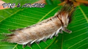 ТОП 5-НЕОБЫЧНЫЕ ГУСЕНИЦЫ