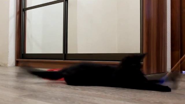 Кот Ostin из Питомника Мейн-Кунов Volgacoon смотреть онлайн