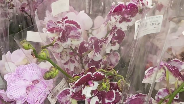 Мне не повезло, обзор Планета ЛЕТА🌸 орхидейки красотки, но завоз новинок смотреть онлайн