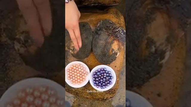 Вот как добывают жемчуг. Какой ценой добывают жемчужину смотреть онлайн