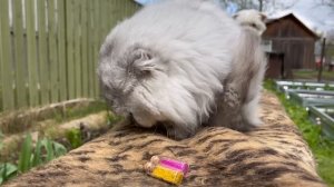 БИЛ И КЕВИН ВЫКОПАЛИ МАГИЧЕСКУЮ ШКАТУЛКУ | КОПАЛИ ГРЯДКУ И НАШЛИ ЭТО...