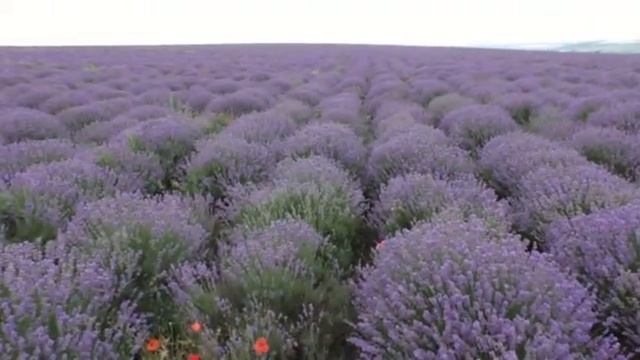 Поездка в Молдову. Цены, достопримечательности, природа. смотреть онлайн