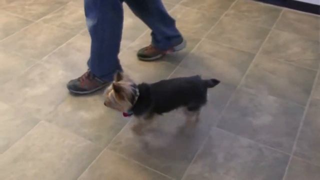 ЙОРКШИРСКИЙ ТЕРЬЕР - ВСЕ О ПОРОДЕ. ИНТЕРЕСНЫЕ ФАКТЫ О ЙОРКШИРСКОМ ТЕРЬЕРЕ смотреть онлайн