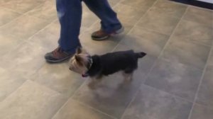 ЙОРКШИРСКИЙ ТЕРЬЕР  - ВСЕ О ПОРОДЕ. ИНТЕРЕСНЫЕ ФАКТЫ О ЙОРКШИРСКОМ ТЕРЬЕРЕ