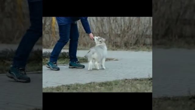 мальчик хаски смотреть онлайн