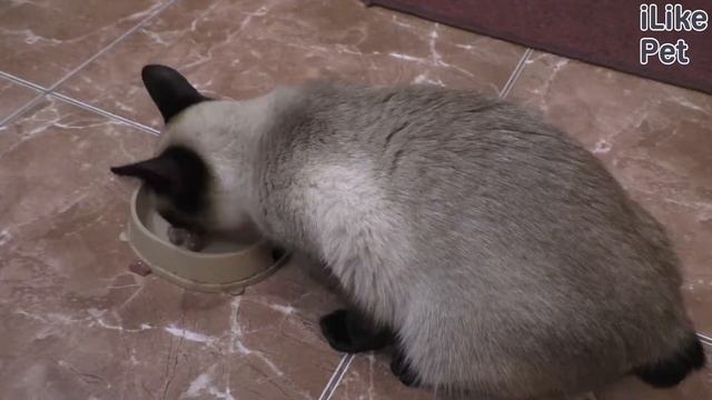 5 правил выбора миски для кошки смотреть онлайн