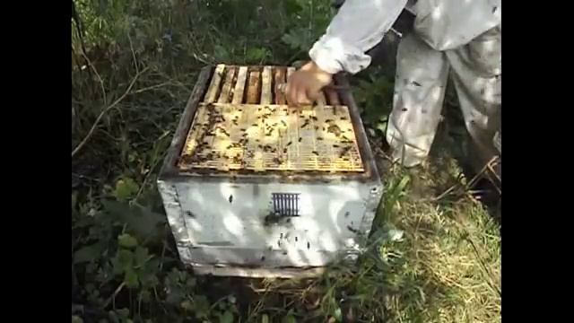 как перевести пчел с рутовской рамки ( 435 х 230 ) на дадановскую рамку ( 435 х 300 ) смотреть онлайн