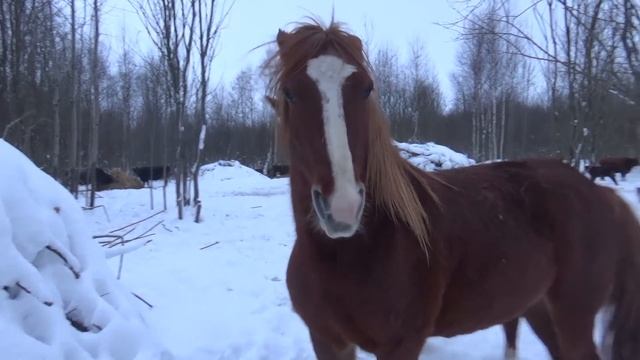 Коровы в метель на старый новый год. смотреть онлайн