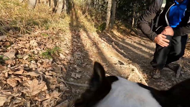 Trekking - GoPro point of view | Excited Boston Terrier | Randonnée La Pinéa | Chartreuse Alpes смотреть онлайн