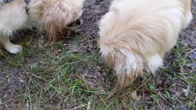 Pekingese sisters play смотреть онлайн