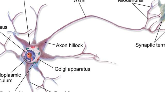 ABOUT NEURON AND ITS FUNCTION FULL EXPLAINED BY SHARAT S UNNITHAN смотреть онлайн