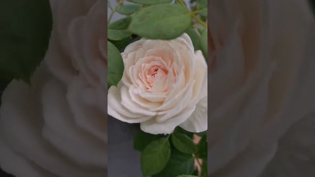 Earth Angel Herzogin Christiana Rose from Kordes Germany смотреть онлайн