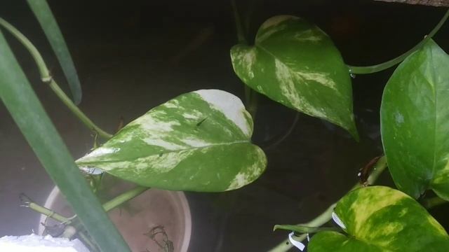 My New Guppy Breeding Pond Setup || PETS MANIA || смотреть онлайн