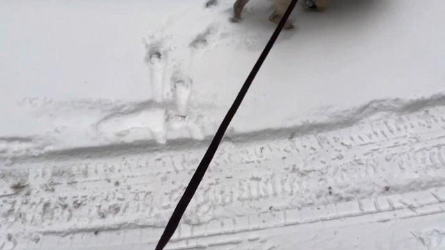 |мопс|😅 смотреть онлайн