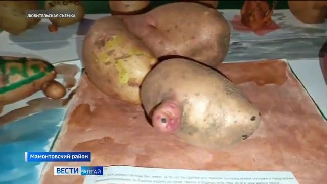Необычная картофельная выставка открылась в Мамонтовском районе. Да бывает и такое у нас????