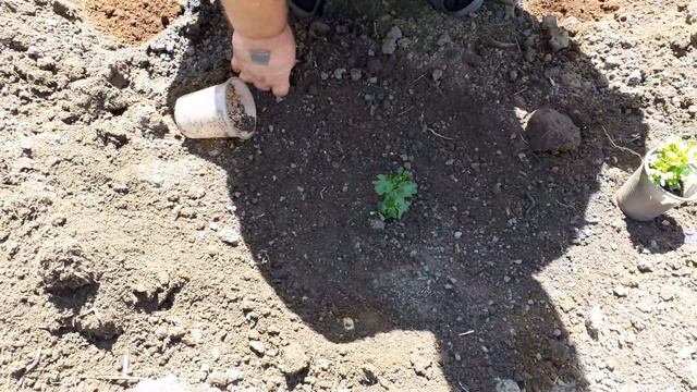 Как правильно высадить Хризантему мультифлора. смотреть онлайн