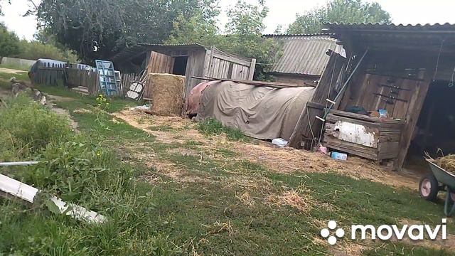 Управка,доение коз смотреть онлайн