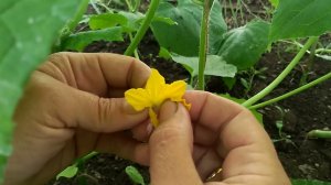 Искусственное опыление огурцов