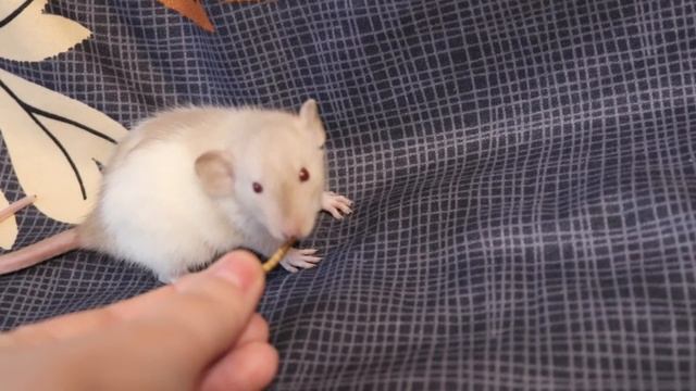 ОЧЕНЬ МИЛЫЙ И НЕОБЫЧНЫЙ КРЫСЕНОК :) смотреть онлайн