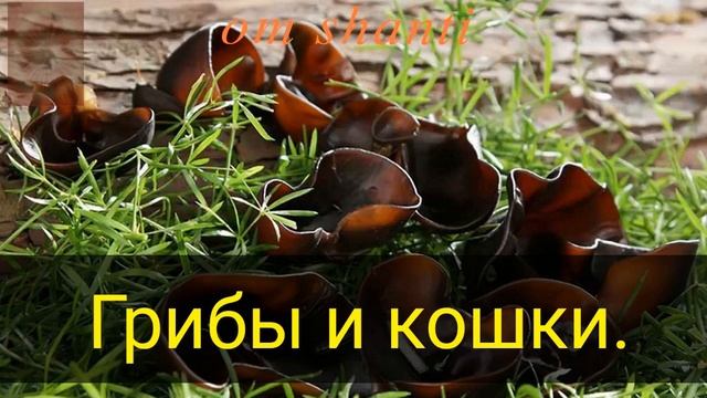 Грибы и кошки смотреть онлайн